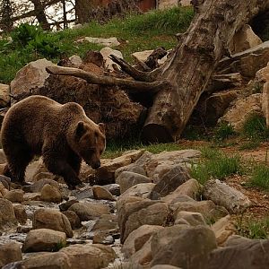 brown bear exhibit