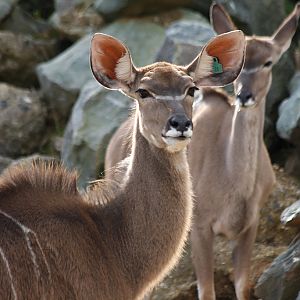 Greater Kudu at Colchester 21/10/08
