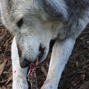 Timber Wolf at Colchester 21/10/08