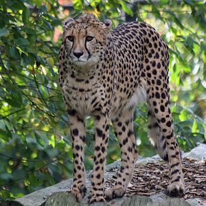 Cheetah at Colchester 21/10/08