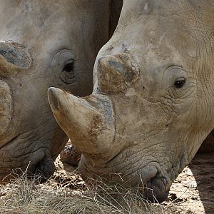 White  Rhino at Colchester 21/10/08