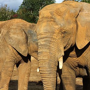 African Elephant at Colchester 21/10/08