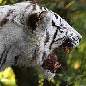 White Tiger at Colchester 21/10/08