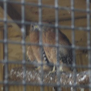 Red Shouldered Hawks