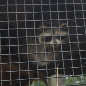 Raccoon