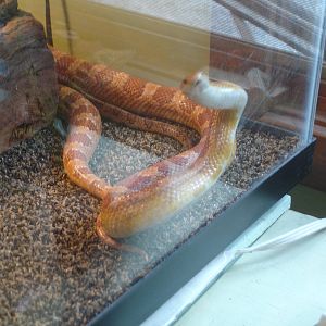 Corn Snake
