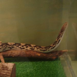 Bull/Gopher Snake