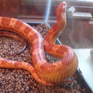 Corn Snake