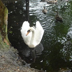 Swan