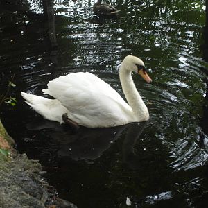 Swan