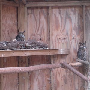 Great Horned Owls