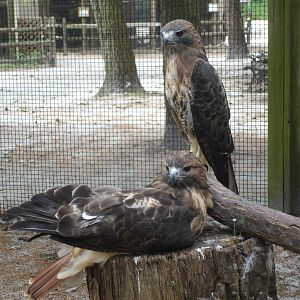Red Tailed Hawks