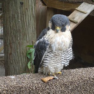 Peregrine Falcon - Halo