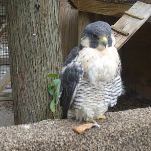 Peregrine Falcon - Halo
