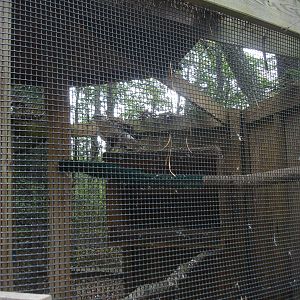 Ferruginous Hawk - Fergie