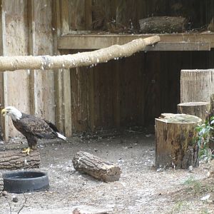 Bald Eagle