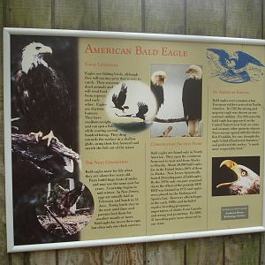 Bald Eagle Graphic
