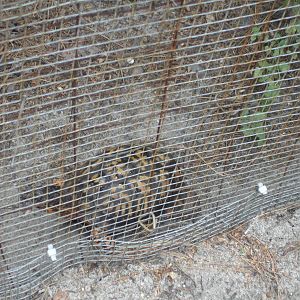 Eastern Box Turtle