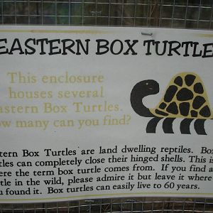 Eastern Box Turtle graphic