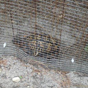 Eastern Box Turtle