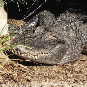 American Alligator