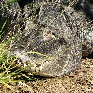 American Alligator