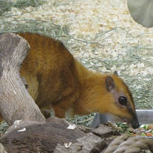 Greater Malay Chevrotain