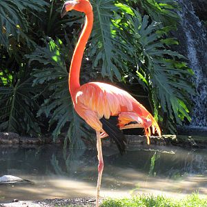 Caribbean Flamingo