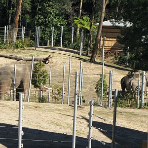 Elephants of Asia - January 28, 2011