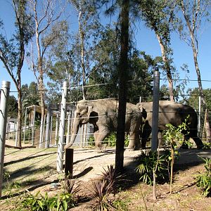 Elephants of Asia - Tina and Jewel