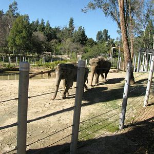 Elephants of Asia - Tina and Jewel