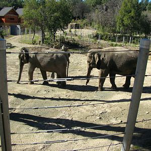 Elephants of Asia - Tina and Jewel