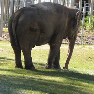 Asian Elephant
