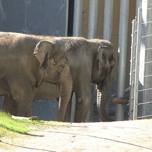 Tina and Jewel Saying Hi To Billy