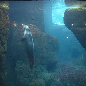 former sea otter pool