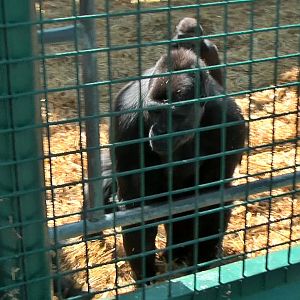 who knows the Howletts gorillas by name?