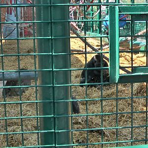 who knows the Howletts gorillas by name?