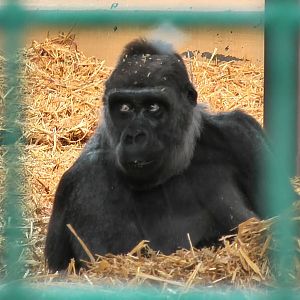 who knows the Howletts gorillas by name?
