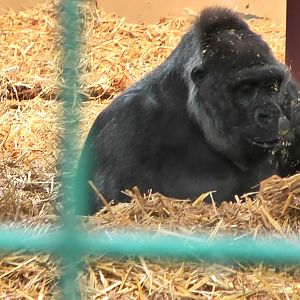 who knows the Howletts gorillas by name?