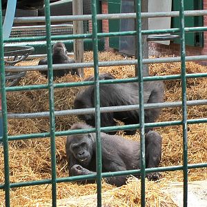 who knows the Howletts gorillas by name?