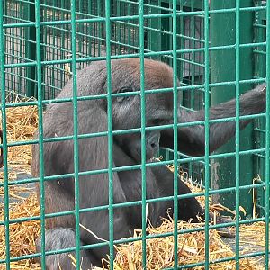 who knows the Howletts gorillas by name?