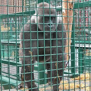 who knows the Howletts gorillas by name?