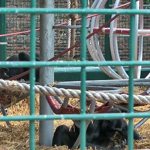 who knows the Howletts gorillas by name?