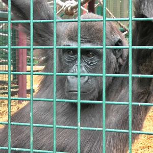 who knows the Howletts gorillas by name?