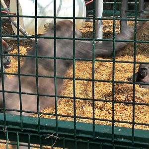 who knows the Howletts gorillas by name?