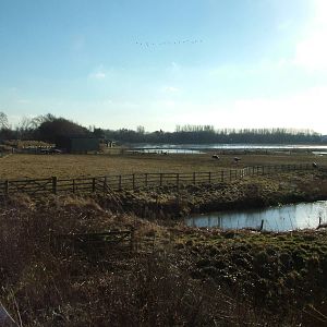 Reserve View at Martin Mere, 28/01/11