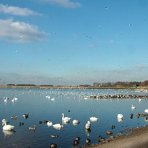 Reserve View at Martin Mere, 28/01/11