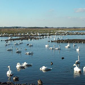 Reserve View at Martin Mere, 28/01/11