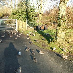 Swarm of Marbled Teal at Martin Mere, 28/01/11