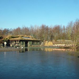 South American Pen at Martin Mere, 28/01/11